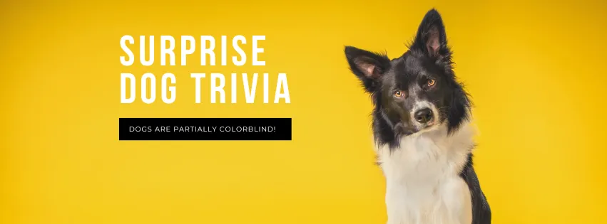 I will design eye-catching social media posts using Canva Pro